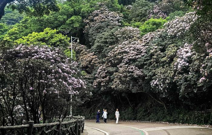 惊艳！梧桐山毛棉杜鹃花开出极致之美