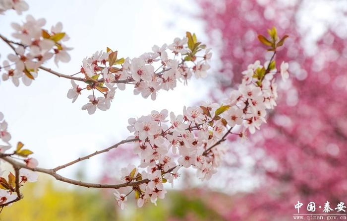 凤山春色美 游客踏春来（组图）