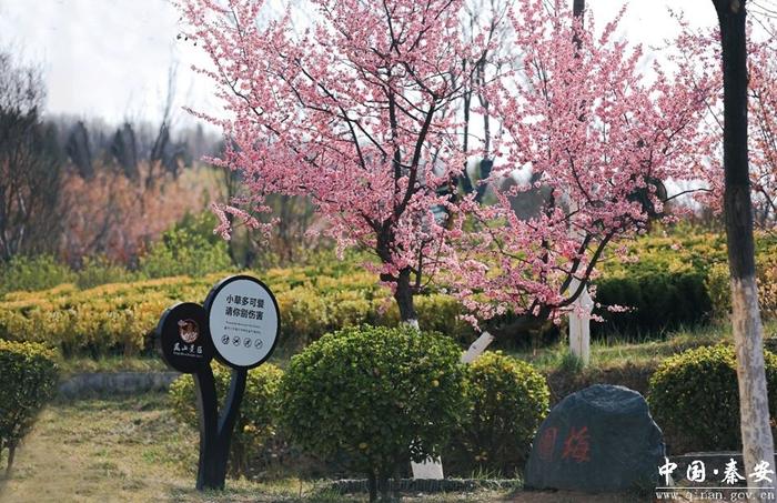 凤山春色美 游客踏春来（组图）