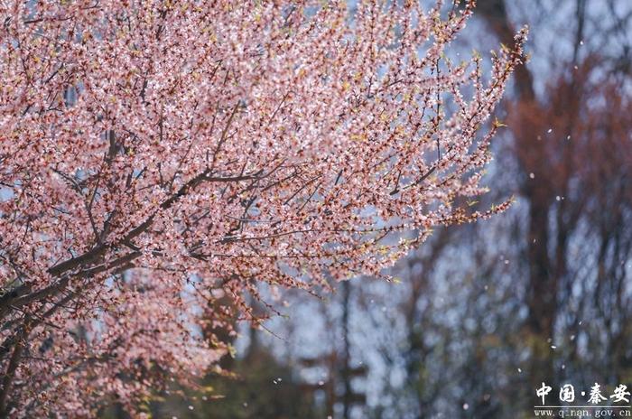 凤山春色美 游客踏春来（组图）