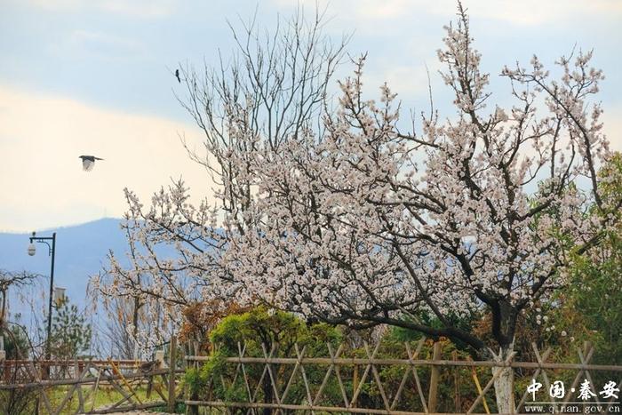 凤山春色美 游客踏春来（组图）