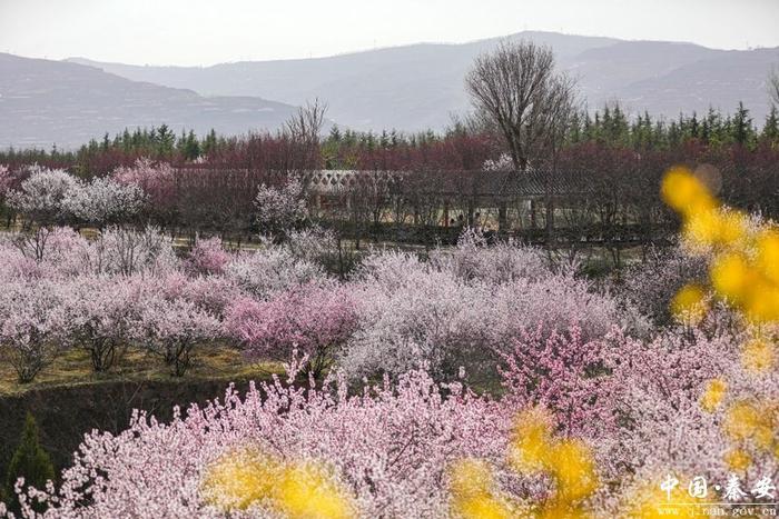 凤山春色美 游客踏春来（组图）