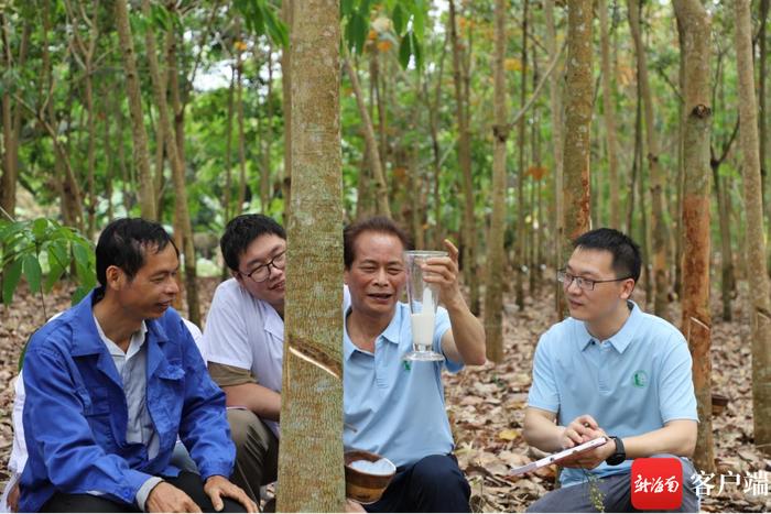 从“跟跑”到“领跑”，中国热科院研发选育技术让橡胶育种周期缩减