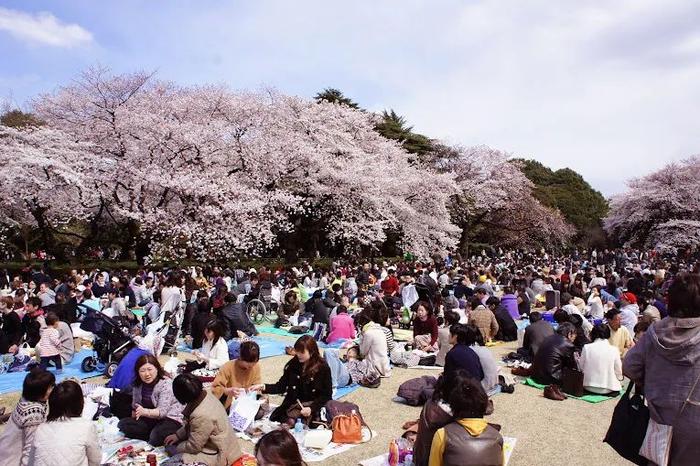 赏樱攻略：东京看樱花的十大名胜之地