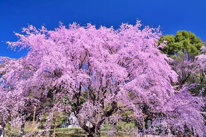 赏樱攻略：东京看樱花的十大名胜之地