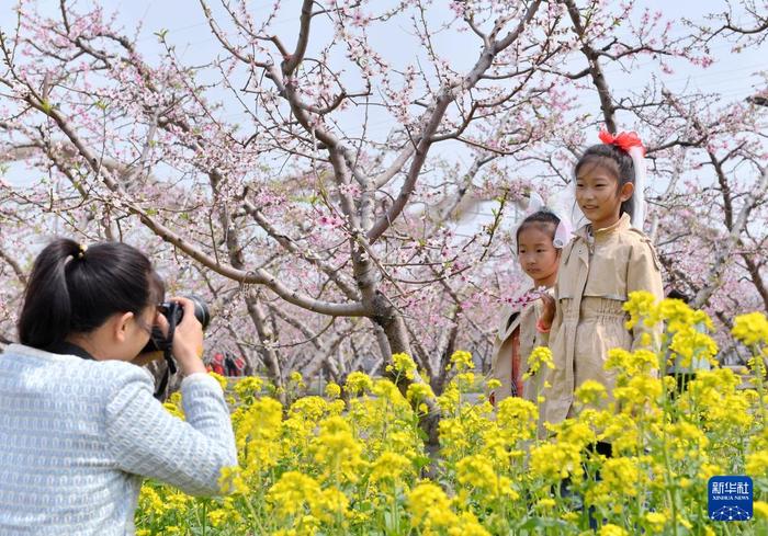 河北深州：桃花绽放满园春