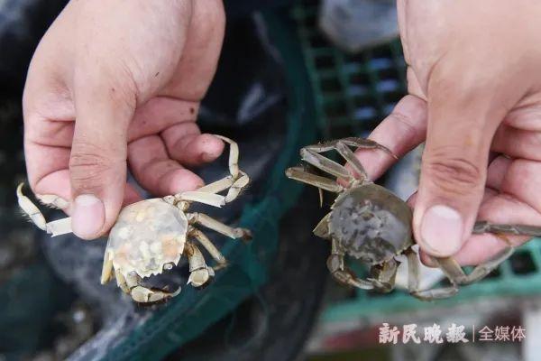 又上新了！上海培育出白色大闸蟹？尝过的人表示……