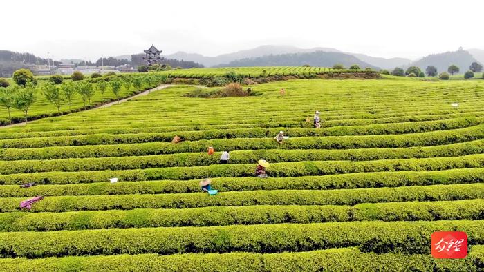 【奋进的春天】松桃普觉镇：茶园吐新绿 采茶正春光