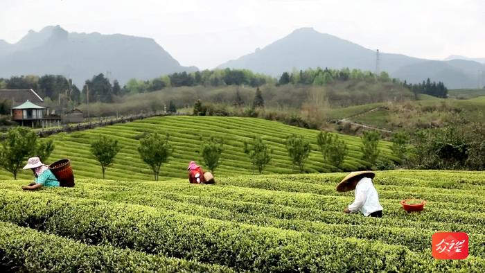 【奋进的春天】松桃普觉镇：茶园吐新绿 采茶正春光