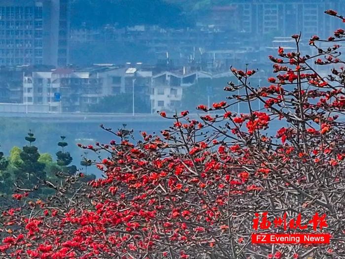 福州赏花地图，来了！