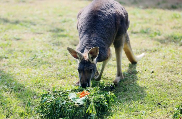 食物丰容新体验 奏响美食交响乐——济南动物园开展清明节动物丰容特色活动