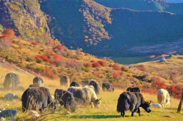 青海21部门联手打击野生动植物非法贸易