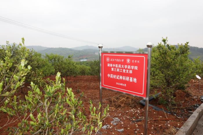 湖南中医药大学油茶林下中药材及芳香植物试种科研基地落户邵阳县