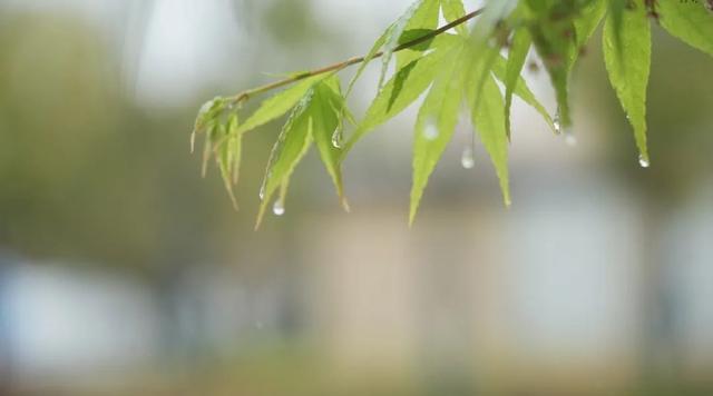 诗意·春雨，等一片春暖花开……