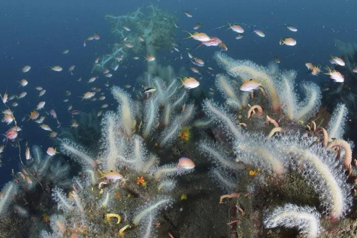 东京湾出现异常变化：大朵珊瑚疯长、“叫不上名字”的鱼类增多