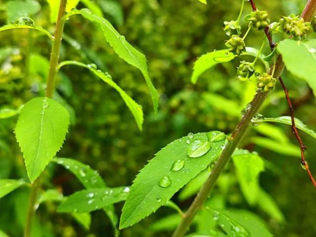 开启“晴雨切换”模式，下周最高气温重上“2”字头……最新天气预报→