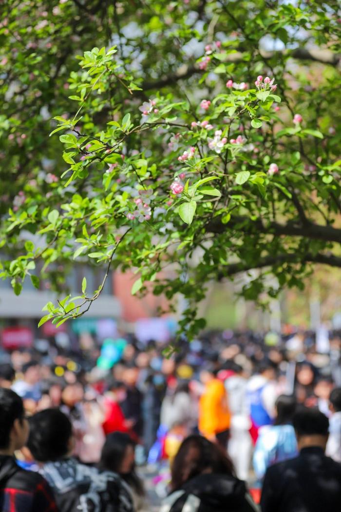 天津大学海棠季开启，校园将有限开放至4月10日