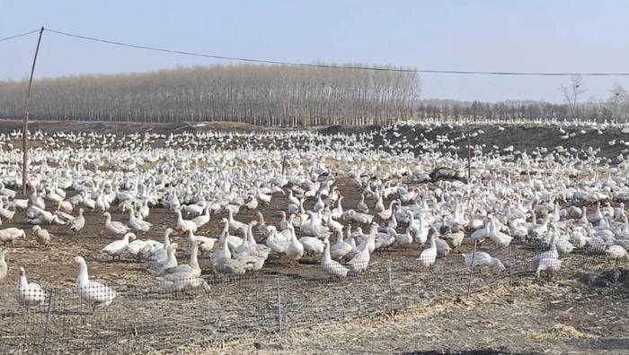 双河镇立体模式推进“鹅产业” 养殖量有望突破“30万”