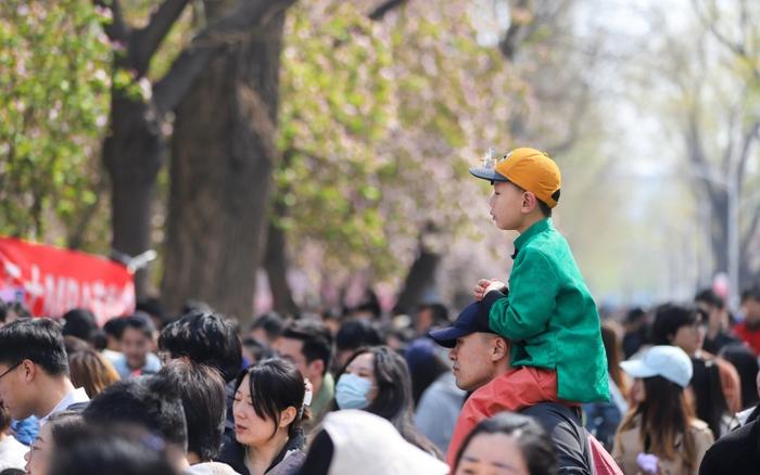 天津大学海棠季开启，校园将有限开放至4月10日