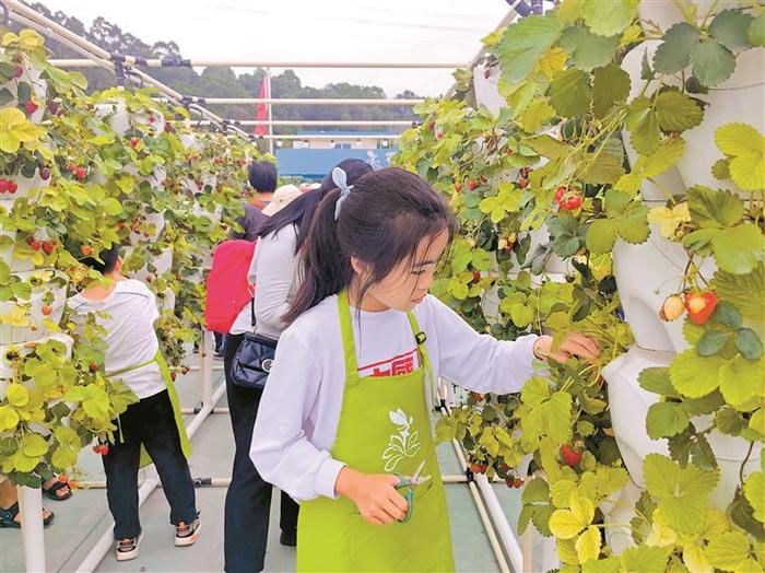 在高楼大厦看风吹麦浪 运用无土栽培和滴灌技术等，深圳一些学校、写字楼、酒店楼顶变身“天空农场”