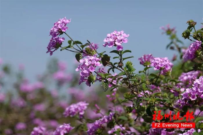 福州赏花地图，来了！