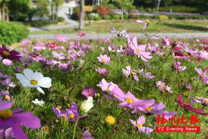 福州赏花地图，来了！