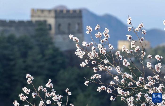 河北滦平：山花烂漫美长城