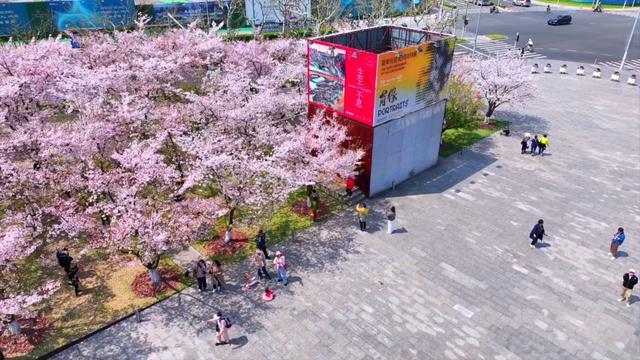 上海免费开放的1500米最美樱花大道梦幻缤纷！在西岸来一场樱花味Citywalk→