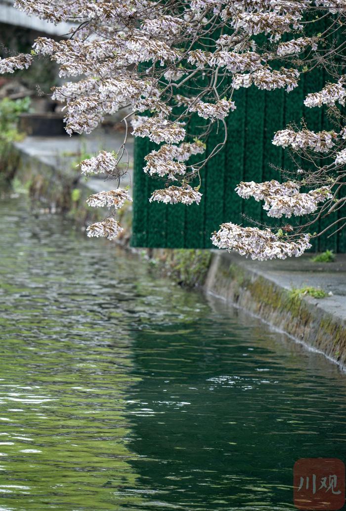 C视频丨绵阳江油：昌明河畔紫桐花 花簇满枝头