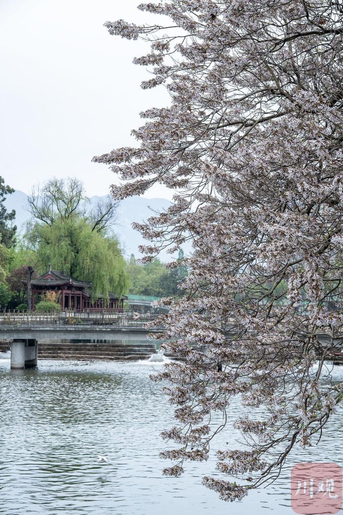 C视频丨绵阳江油：昌明河畔紫桐花 花簇满枝头