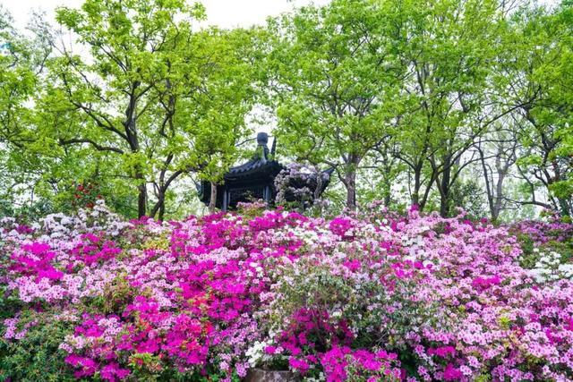 杜鹃登场，沪上公园的春花“朋友圈”更热闹了~