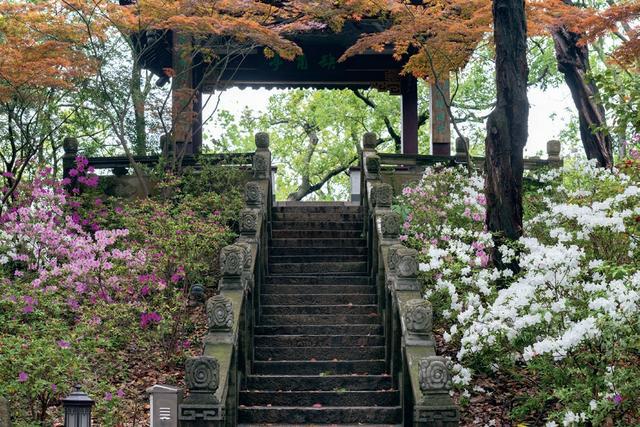 杜鹃登场，沪上公园的春花“朋友圈”更热闹了~