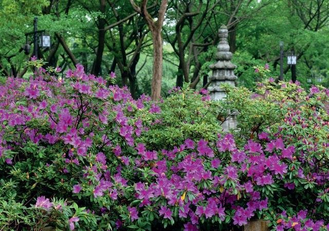 杜鹃登场，沪上公园的春花“朋友圈”更热闹了~