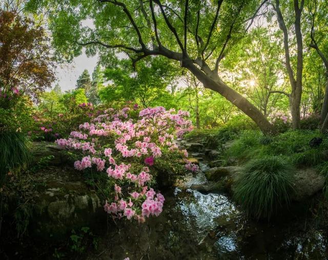 杜鹃登场，沪上公园的春花“朋友圈”更热闹了~