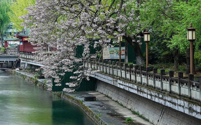 C视频丨绵阳江油：昌明河畔紫桐花 花簇满枝头