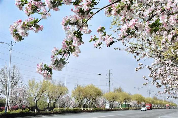 春游定州赏百花丨定州街道，一路繁花相伴！