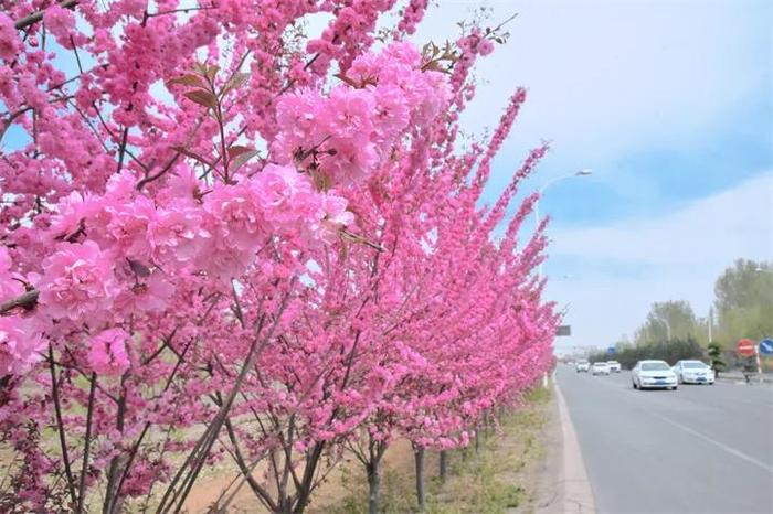 春游定州赏百花丨定州街道，一路繁花相伴！