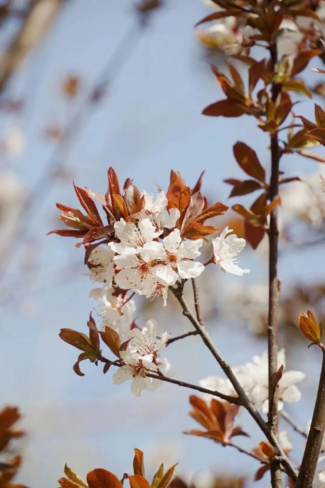 春花烂漫好春景，这些花儿你可分得清？