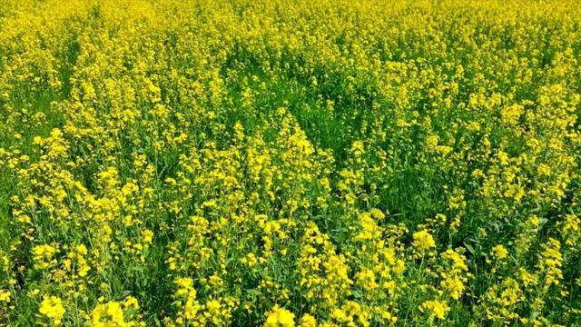 油菜花开，一眼“金”艳！这片免费开放的黄色花海点亮了上海的春天→