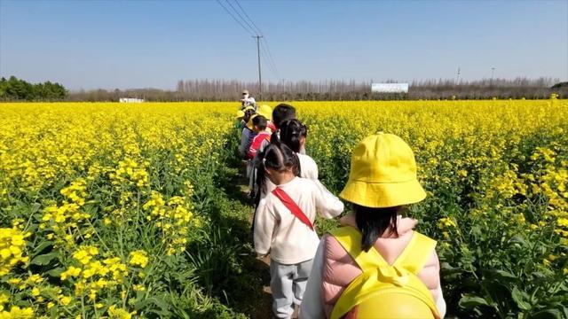 油菜花开，一眼“金”艳！这片免费开放的黄色花海点亮了上海的春天→