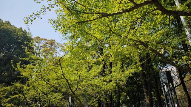 天气放晴阳光好，未来还是多阴雨