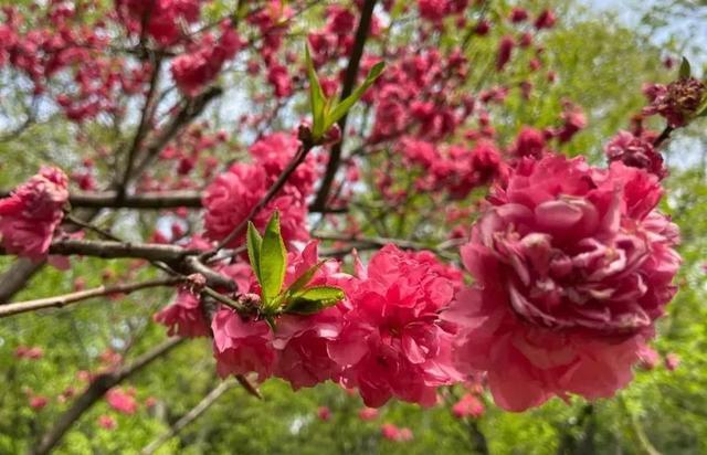 春花烂漫好春景，这些花儿你可分得清？