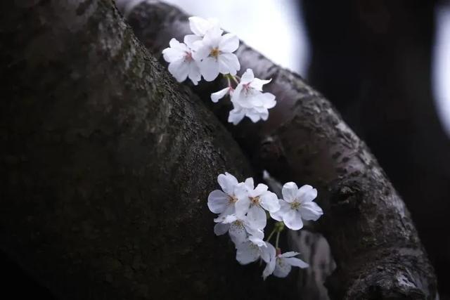 春花烂漫好春景，这些花儿你可分得清？