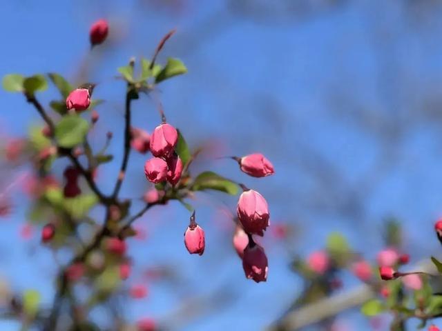 春花烂漫好春景，这些花儿你可分得清？