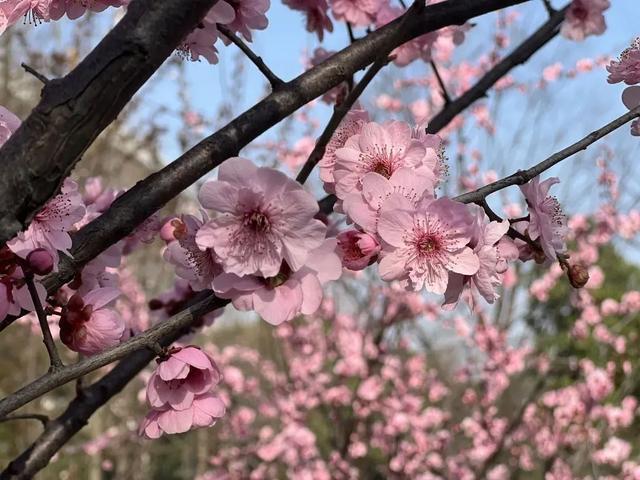 春花烂漫好春景，这些花儿你可分得清？