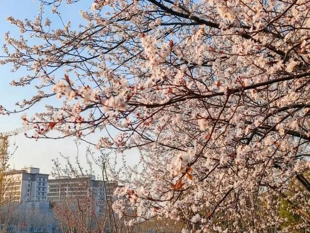 春花烂漫好春景，这些花儿你可分得清？