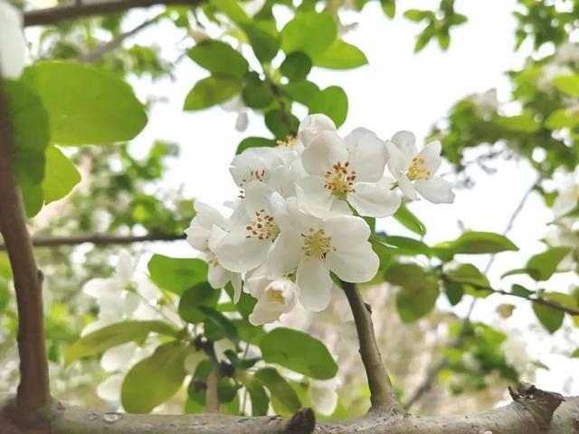 春花烂漫好春景，这些花儿你可分得清？