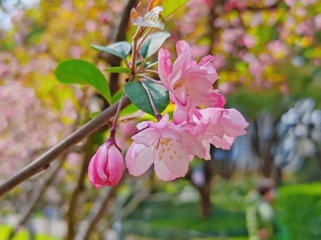 春花烂漫好春景，这些花儿你可分得清？