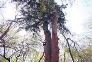 这里有平原地区最大的人工古油松群