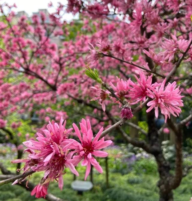 春花烂漫好春景，这些花儿你可分得清？